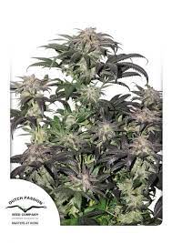Bubba Island Kush Fem 3 Semillas Dutch Passion