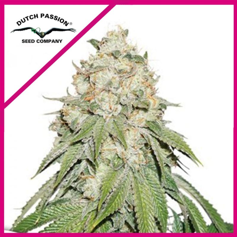 Banana Blaze Fem 3 Semillas Dutch Passion