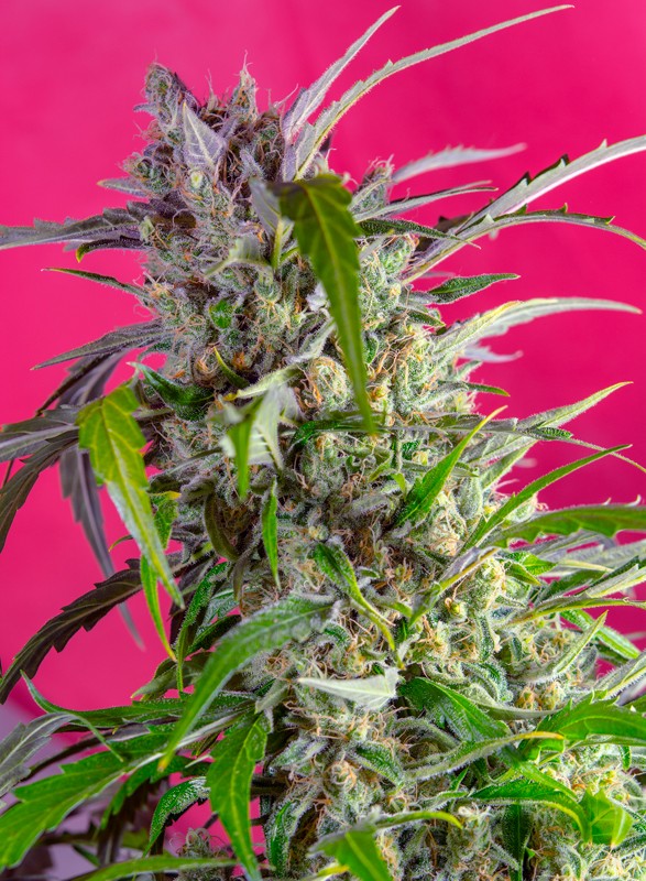 Crystal Candy Auto 3+1 Semillas Sweet Seeds