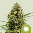 Diesel Auto 3 Semillas Royal Queen Seeds