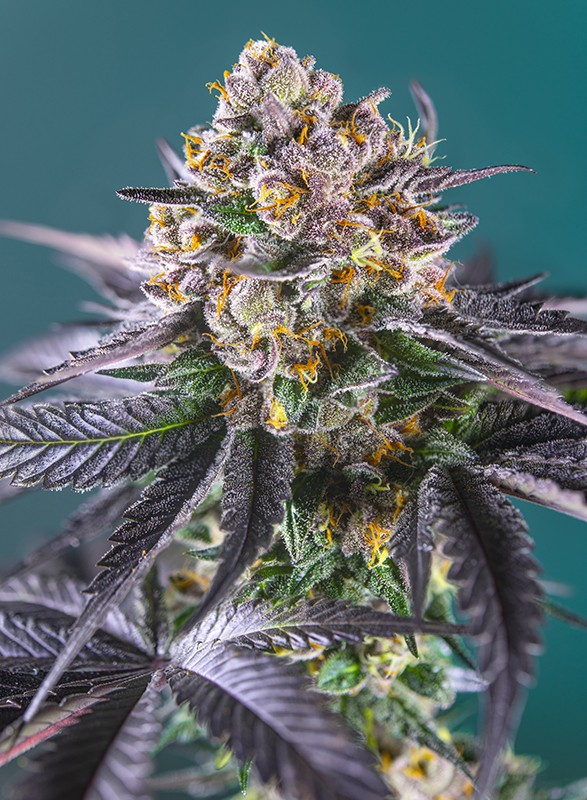 Red Strawberry Banana Auto 3+1 Semillas Sweet Seeds