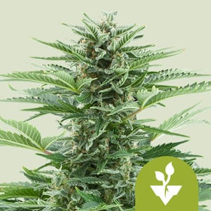 Easy Bud Auto 3 Semillas Royal Queen Seeds