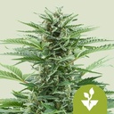Easy Bud Auto 3 Semillas Royal Queen Seeds