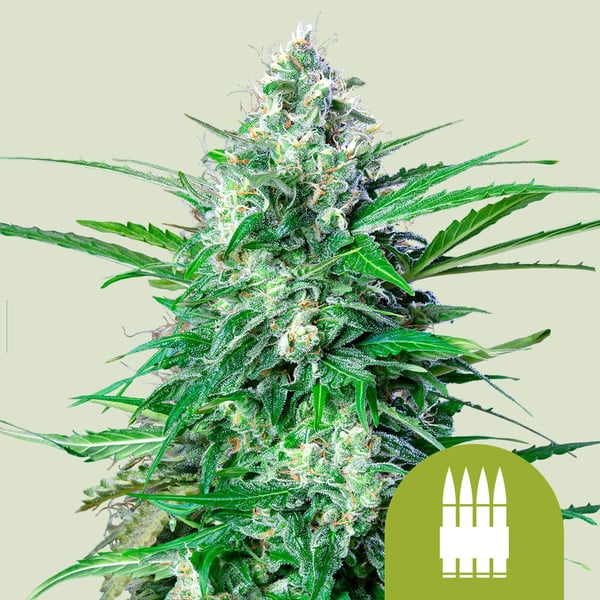 Royal AK Auto 3 Semillas Royal Queen Seeds