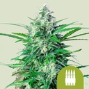 Royal AK Auto 3 Semillas Royal Queen Seeds