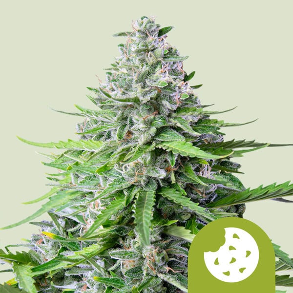 Royal Cookies Auto 3 Semillas Royal Queen Seeds