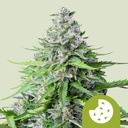 Royal Cookies Auto 3 Semillas Royal Queen Seeds