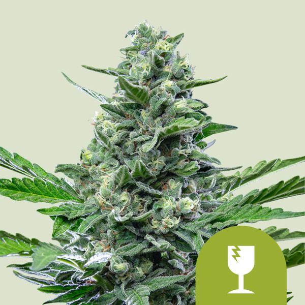 Royal Critical Auto 3 Semillas Royal Queen Seeds