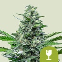 Royal Critical Auto 3 Semillas Royal Queen Seeds