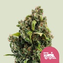 Candy Kush Express Fast Fem 1 Semillas Royal Queen Seeds