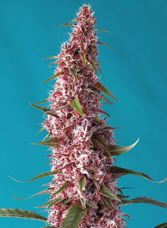 Red Pure Auto CBD 3+1 Semillas Sweet Seeds