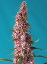Red Pure Auto CBD 3+1 Semillas Sweet Seeds