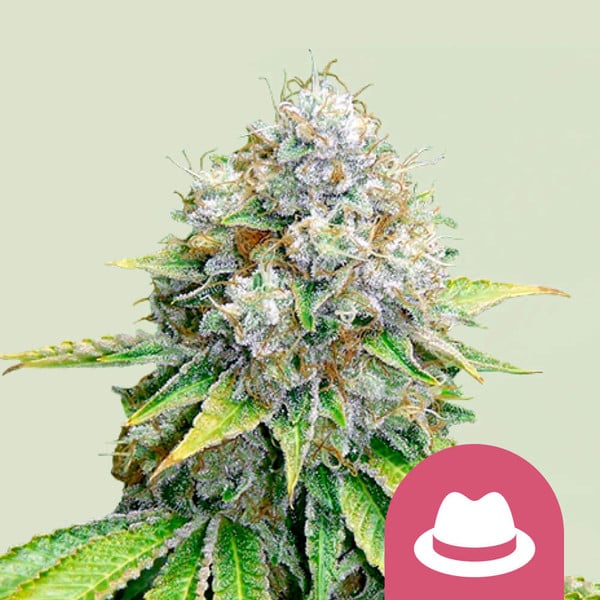 OG Kush Fem 10 Semillas Royal Queen Seeds