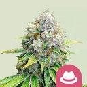 OG Kush Fem 10 Semillas Royal Queen Seeds