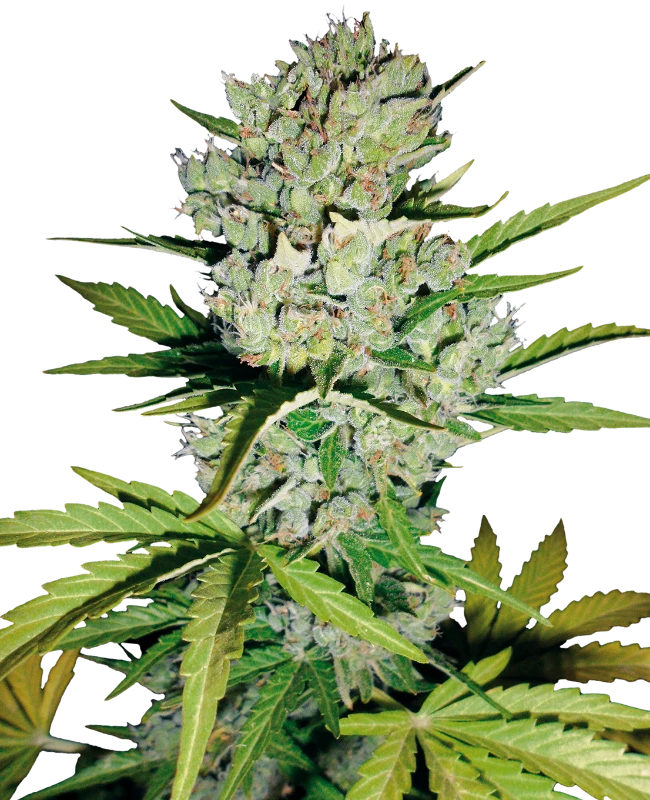 Super Skunk Auto 3 Semillas Sensi Seeds