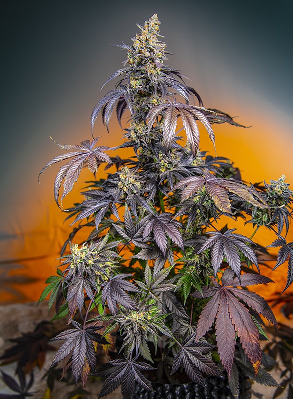 Red Gorilla Girl XL Auto 3+1 Semillas Sweet Seeds