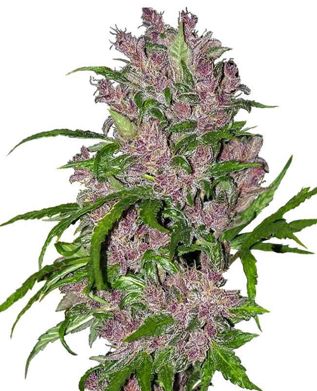 Purple Bud Auto 3+1 Semillas Sensi Seeds White Label