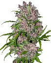 Purple Bud Auto 3+1 Semillas Sensi Seeds White Label