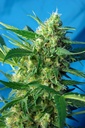 Ice Cool Auto 3+1 Semillas Sweet Seeds