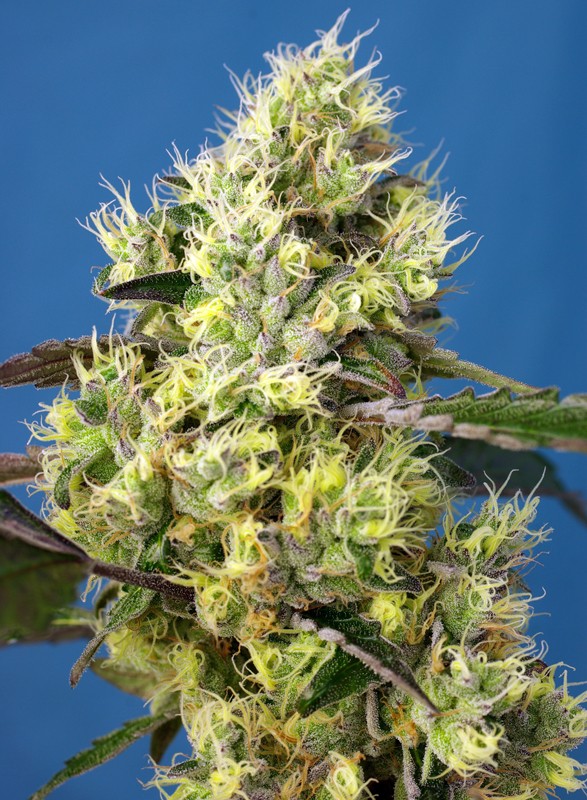Sweet Gelato Auto 3+1 Semillas Sweet Seeds