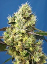 Sweet Gelato Auto 3+1 Semillas Sweet Seeds