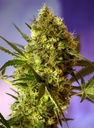 Big Devil #2 Auto 3+1 Semillas Sweet Seeds