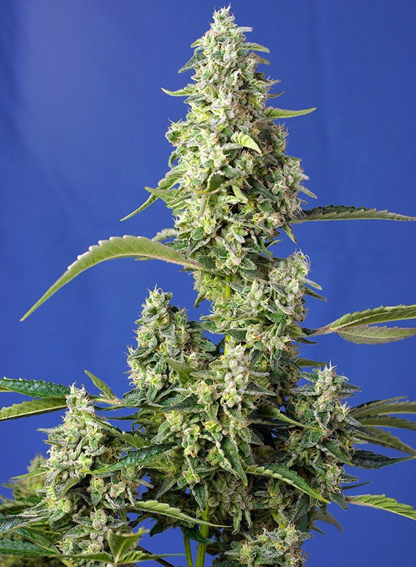 Gorilla Girl XL Auto 4 Semillas Sweet Seeds