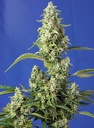 Gorilla Girl XL Auto 4 Semillas Sweet Seeds
