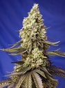  Runtz XL Auto 3+1 Semillas Sweet Seeds