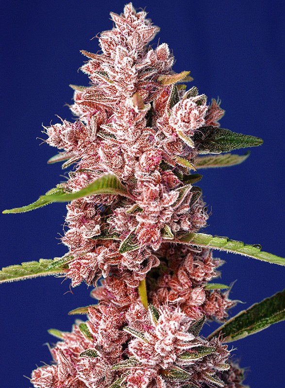 Tropicanna Poison F1 Fast Version Fem 3+1 Semillas Sweet Seeds