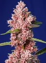 Tropicanna Poison F1 Fast Version Fem 3+1 Semillas Sweet Seeds