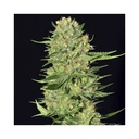 Veneno Fem 4 Semillas Eva Seeds