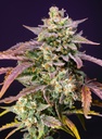 Purple Punch OG XL Auto 3+1 Semillas Sweet Seeds