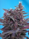 Black Cream Auto 3+1 Semillas Sweet Seeds