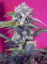Cream Mandarine Auto 3+1 Semillas Sweet Seeds