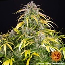 LSD Auto 3 Semillas Barney`s Farm