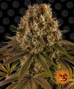 Strawberry Lemonade Fem 3 Semillas Barney`s Farm