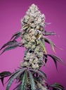 Sweet Mandarine Zkittlez Fast Version Fem 3+1 Semillas Sweet Seeds  