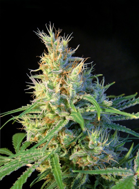 Psicodelicia Fem 3+1 Semillas Sweet Seeds
