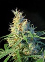 Psicodelicia Fem 3+1 Semillas Sweet Seeds