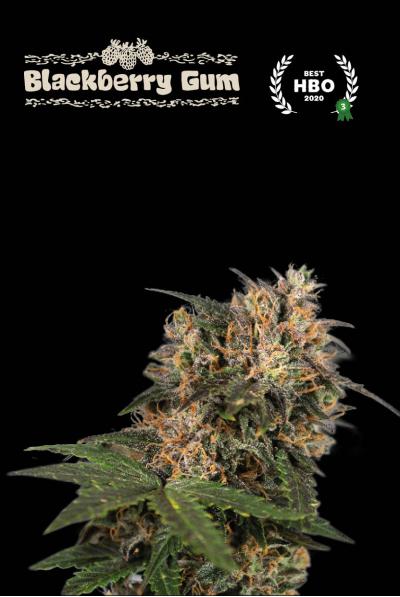 Blackberry Gum Fem 3 Semillas Seed Stockers