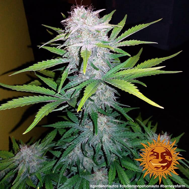 Lemon Potion CBD Auto 3 Semillas Barney`s Farm
