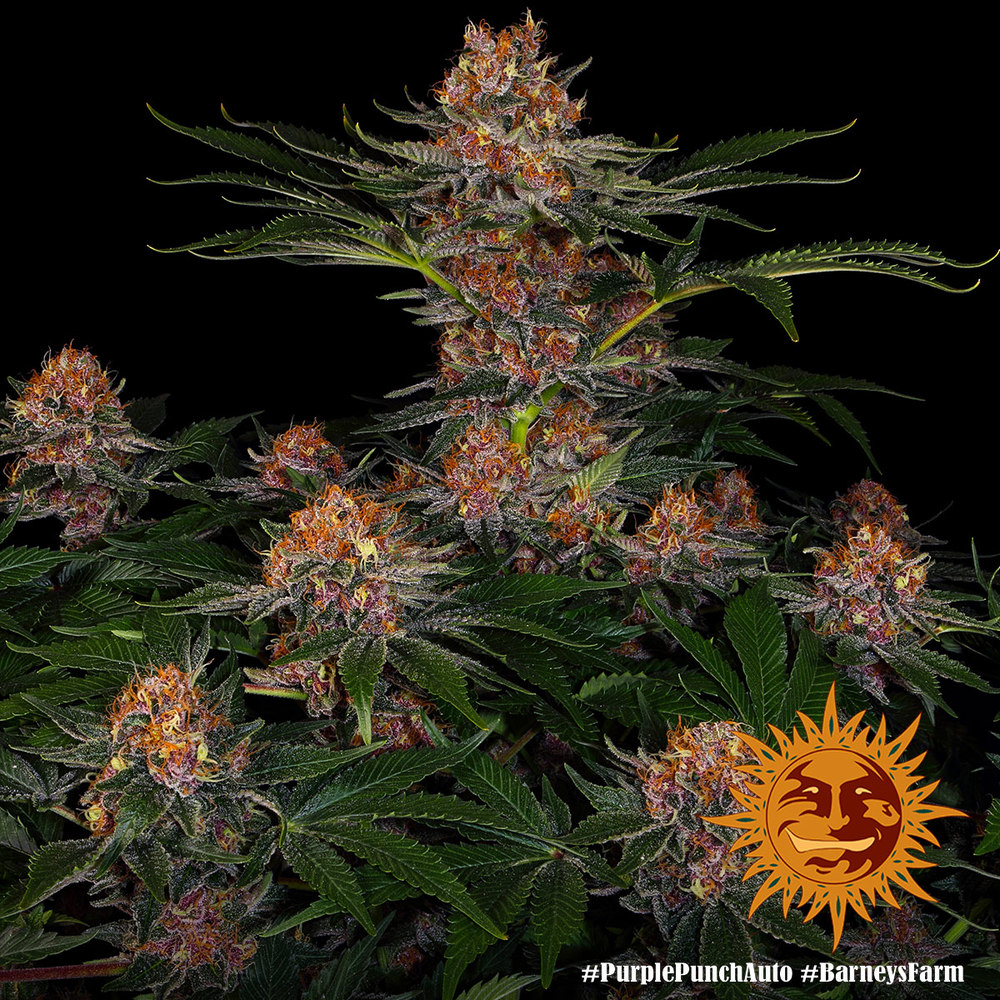 Purple Punch Auto 3 Semillas Barney`s Farm