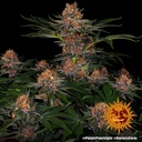 Purple Punch Auto 3 Semillas Barney`s Farm