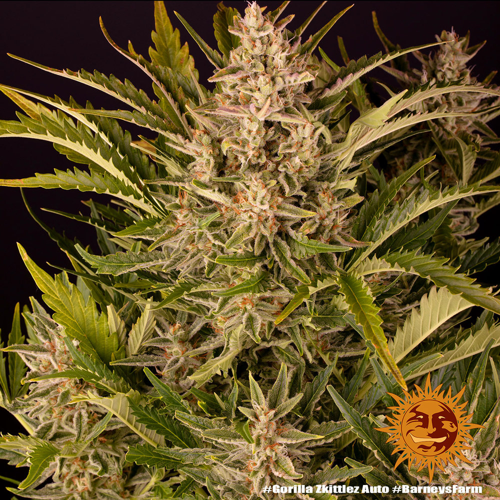 Gorilla Zkittlez Auto 3 Semillas Barney`s Farm