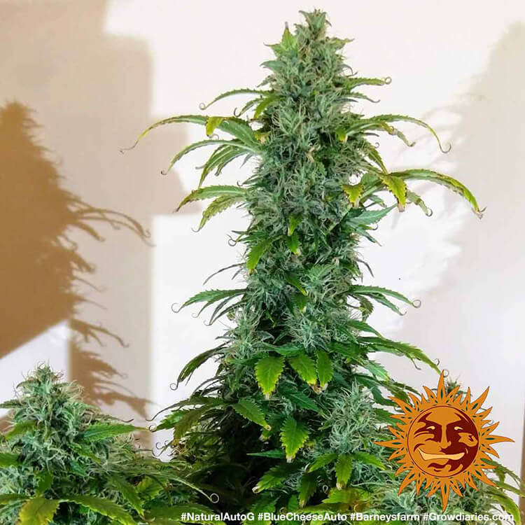 Blueberry Cheese Auto 3 Semillas Barney`s Farm