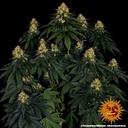 Skywalker OG Auto 3 Semillas Barney`s Farm