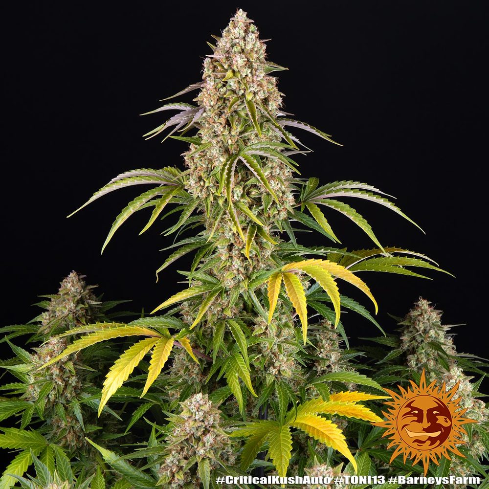 Critical Kush Auto 3 Semillas Barney`s Farm