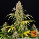 Critical Kush Auto 3 Semillas Barney`s Farm