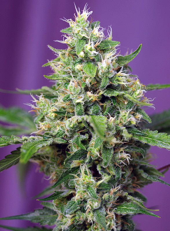 Sweet Amnesia Haze XL Auto 3+1 Semillas Sweet Seeds